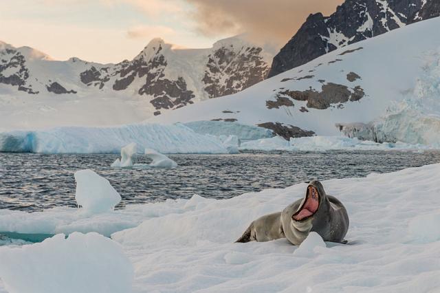 098 Antarctica, Cuverville Island, zeeluipaard.jpg